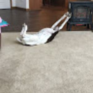 Meet your Posher, Trever